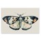 Stupell Industries Watercolor Black Trimmed Moth Wall Plaque Art Design by Petal Prints Design